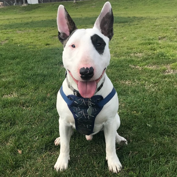 Meet your Posher, Francisco - Picture 1 of 1